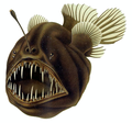Thumbnail for Anglerfish