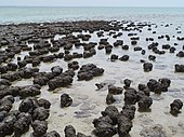 Des stromatolites à Sharkbay.