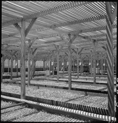 A lath house for starting seedlings, California 1942