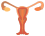 Жіноча репродуктивна система