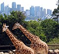 Giraffen im Taronga Zoo vor der Skyline Sydneys