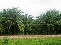 Piantagione di palma da olio a Magdalena, Colombia. Il paese è uno dei primi 5 produttori mondiali di olio di palma.