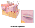 Illustration of Ruffini corpuscle