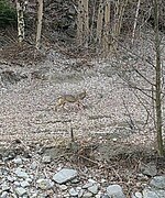 Photographie d'un loup, courant en longeant le lit d'une rivière, près de la forêt mais aussi de la berge qui est gravièreuse..