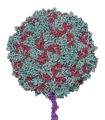 Poliovirus binding CD155 (made with QuteMol)