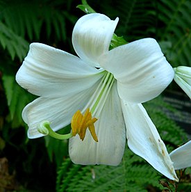 Лилия белоснежная — типовой вид рода Лилия — в естественной среде обитания. Греция