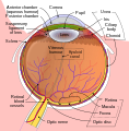 Schematic cross section of the human eye; choroid is shown in purple.