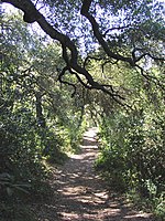 California oak woodland, a sclerophyllous woodland