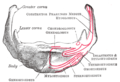 Os hyoïde (vue antérieure)