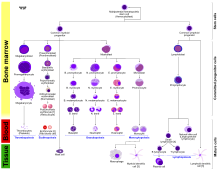 Hematopoiesis (human) diagram en.svg