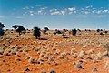 Vegetacion rara dei regions perifericas dau desèrt de Kalahari