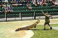 Steve Irwin feeding a crocodile at Australia Zoo. Steve Irwin nourrissant un crocodile dans un zoo en Australie.