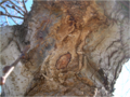 Bacterial infection Erwinia carotovora of elm sap, which causes slime flux (wetwood) and staining of the trunk (here on a 'Camperdown' elm)