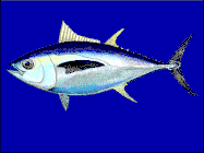Bigeye tuna cruise the epipelagic zone at night and the mesopelagic zone during the day.