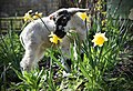 Spring lamb with daffodils