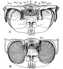 カブトガニ類の後体断面図と蓋板の構造。各蓋板の内側（B）に書鰓が付属している。