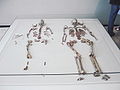 Funde aus dem Oberkasseler Grab: Die beiden Skelette, links die sterblichen Überreste der Frau, rechts des Mannes. An der linken Seite zwei Kulturbeigaben, darunter der Teil eines Hundegebisses