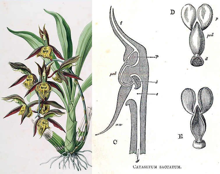 File:Fertilisation of Orchids figure 29d.jpg