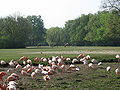 Blick auf die Dromedarwiesen im Tierpark Berlin.