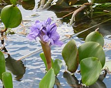 Giacinto di acqua o jacinto de agua o camalote (Eichhornia crassipes)