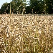 Grain field, Denmark