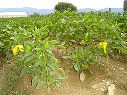 Пиперки растат на нива во с.Добрејци, Струмичко