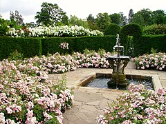 Rose garden at Hever Castle in Kent, United Kingdom