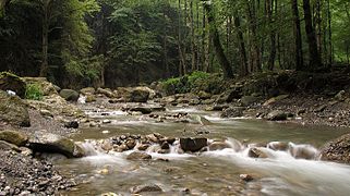 Safarud Jungle and River