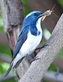 Image 7Predators, such as this ultramarine flycatcher (Ficedula superciliaris), feed on other animals. (from Animal)