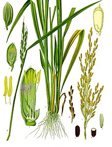 Anatomy of rice flowers: spikelet (left), plant with tillers (centre), caryopsis (top right), panicle (right)