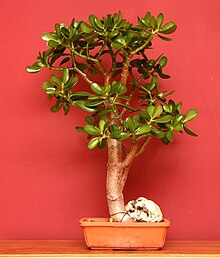 Indoor bonsai jade plant