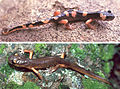 Two subspecies of the Ensatina salamander that do not interbreed, forming a ring species