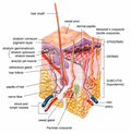 Thumbnail for Exfoliation (cosmetology)