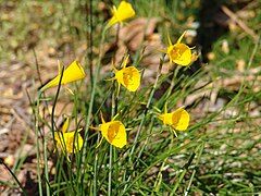 Narcissus bulbocodium Golden Bells Group.jpg