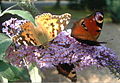 Buddleja davidii flowers with painted lady, peacock and (underneath) small tortoiseshell butterflies