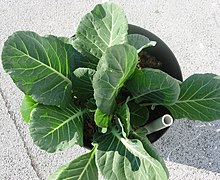 Three young plants of non-heading collard greens growing in a small office wastebasket with a water reservoir at the bottom