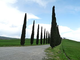 Cupressus sempervirens (Mediterranean Cypress), Tuscany, Italy