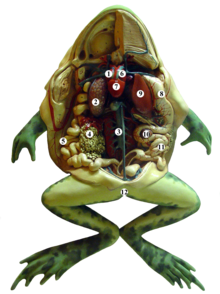 Анатомія жаби