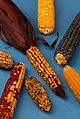 El maíz se domesticó por primera vez en Guatemala y en el sur de México.