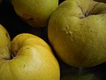 Closeup of Russian 'Aromatnaya' quinces