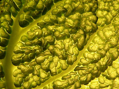 Brassica oleracea var. sabauda (Savoy Cabbage)