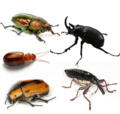 Thumbnail for Beetle