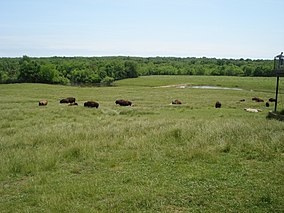 a herd of bison on a rolling prairie, with water