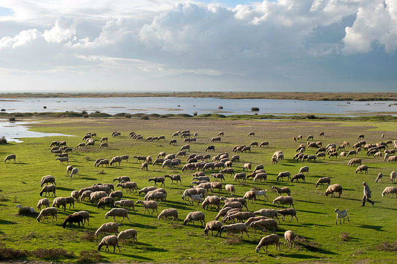File:20101020 Sheep shepherd at Vistonida lake Glikoneri Rhodope Prefecture Thrace Greece.jpg