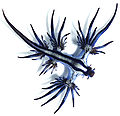 Image 1 Glaucus atlanticus Photograph: Taro Taylor; edit: Dapete Glaucus atlanticus is a species of small, blue sea slug. This pelagic aeolid nudibranch floats upside down, using the surface tension of the water to stay up, and is carried along by the winds and ocean currents. The blue side of their body faces upwards, blending in with the blue of the water, while the grey side faces downwards, blending in with the silvery surface of the sea. G. atlanticus feeds on other pelagic creatures, including the Portuguese man o' war. More selected pictures