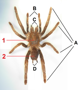 クモの構造 1：前体、2：後体、A：歩脚、B：触肢、C：鋏角