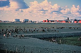 Rusa kutub berjalan melintasi landasan berkerikil di Kuparuk, 45 mil jauhnya dari Teluk Prudhoe, dengan latar belakang fasilitas ladang minyak.