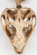 Skull of tuatara from above
