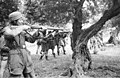 Soldater fra Wehrmacht klar for å skyte sivilister på Kreta Foto: Deutsches Bundesarchiv, Bild 101I-166-0525-39 / Weixler, Franz Peter / CC-BY-SA 3.0