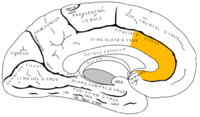 Anterior cingulate cortex